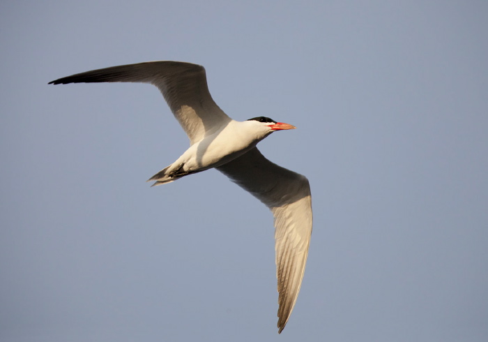 Hydroprogne caspia Sternidae