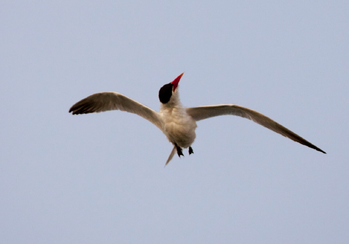 Hydroprogne caspia Sternidae