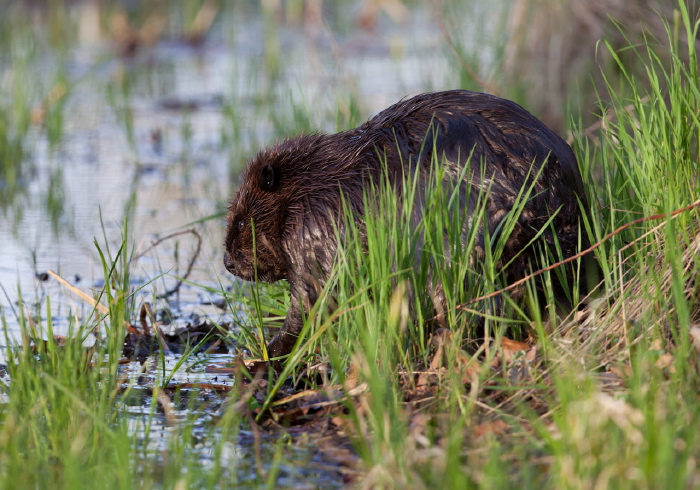 Castor canadensis Castoridae