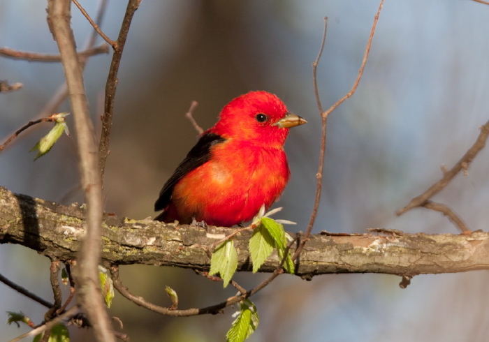 Piranga olivacea Thraupidae