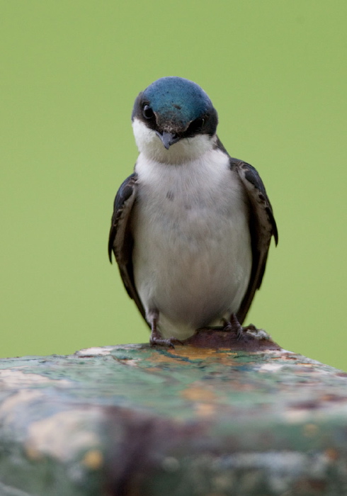 Tachycineta bicolor Hirundinidae