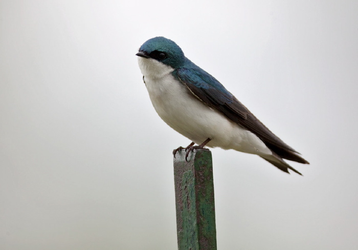 Tachycineta bicolor Hirundinidae