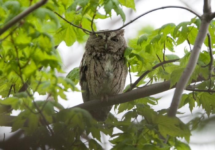 Otus asio Strigidae