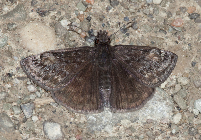 Erynnis juvenali Hesperiidae