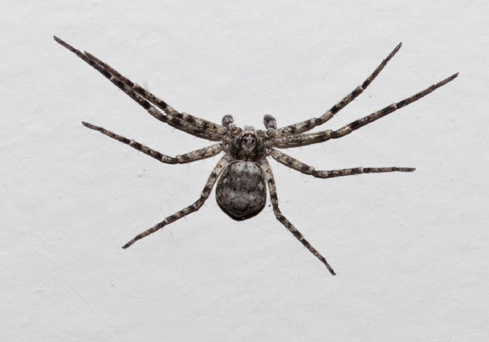 Philodromus praelustris? Philodromidae