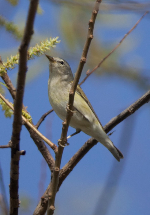 Oreothlypis peregrina Parulidae