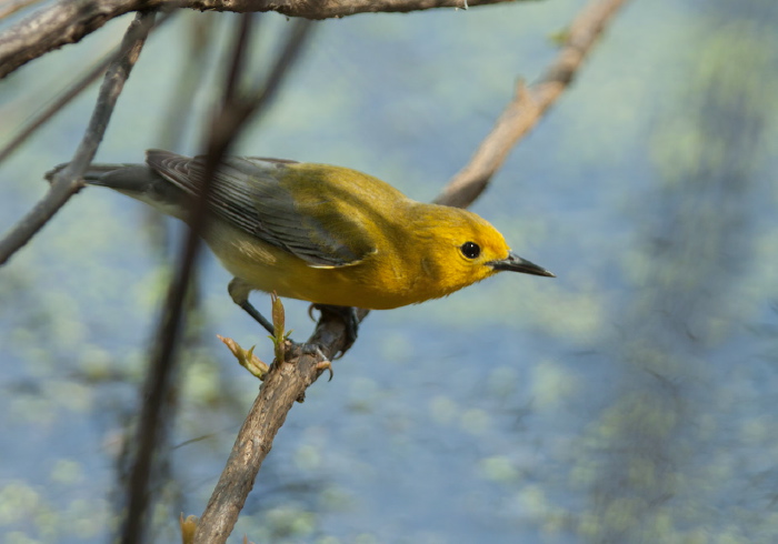 Protonotaria citrea Parulidae