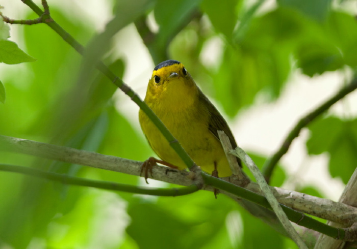 Cardellina pusilla Parulidae