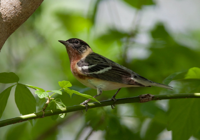 Setophaga castanea Parulidae