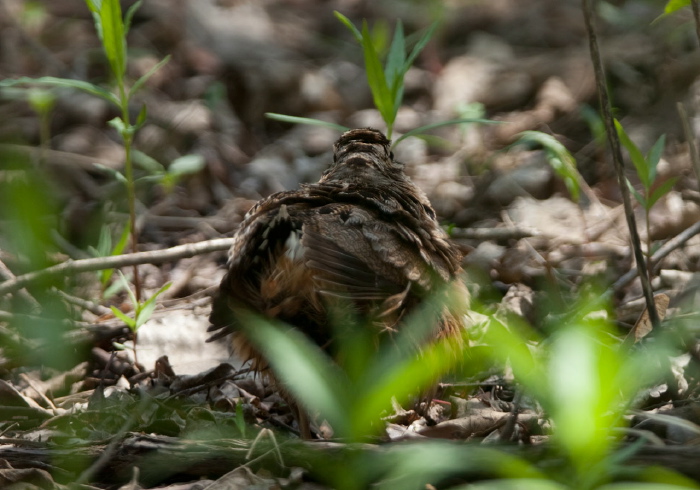 Scolopax minor Scolopacidae