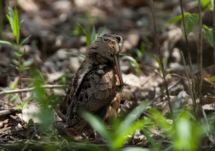 Scolopax minor Scolopacidae