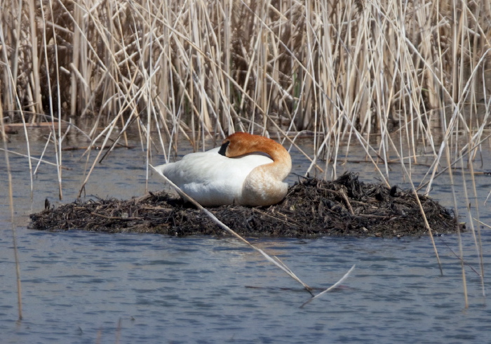 Cygnus buccinator Anatidae