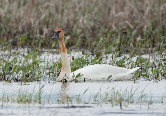 Cygnus buccinator Anatidae