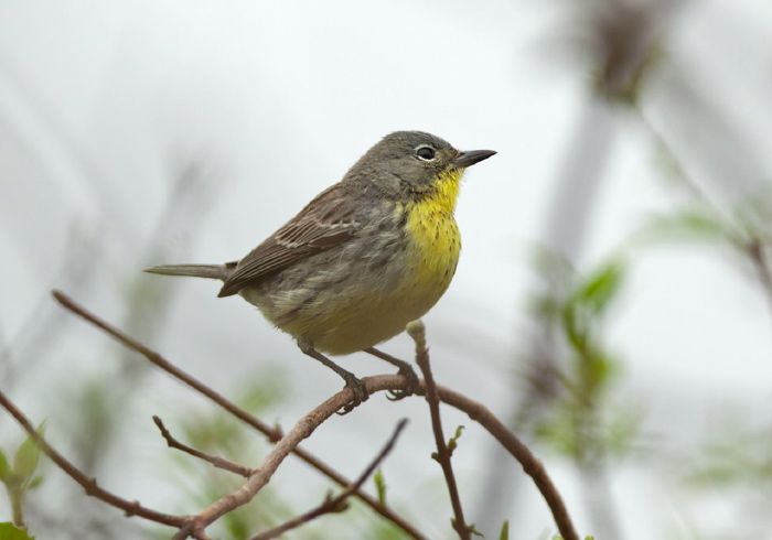 Setophaga kirtlandii Parulidae