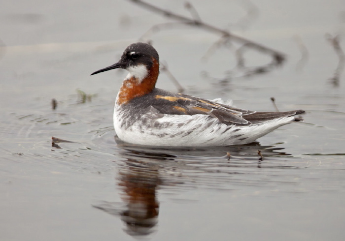 Phalaropus lobatus Scolopacidae