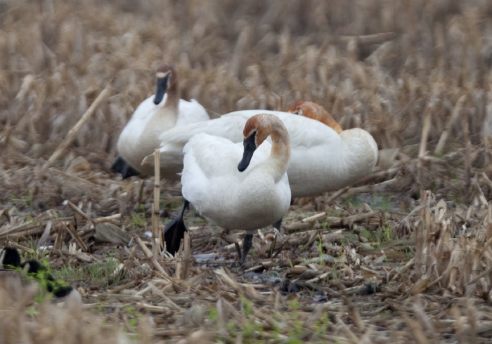 Cygnus buccinator Anatidae