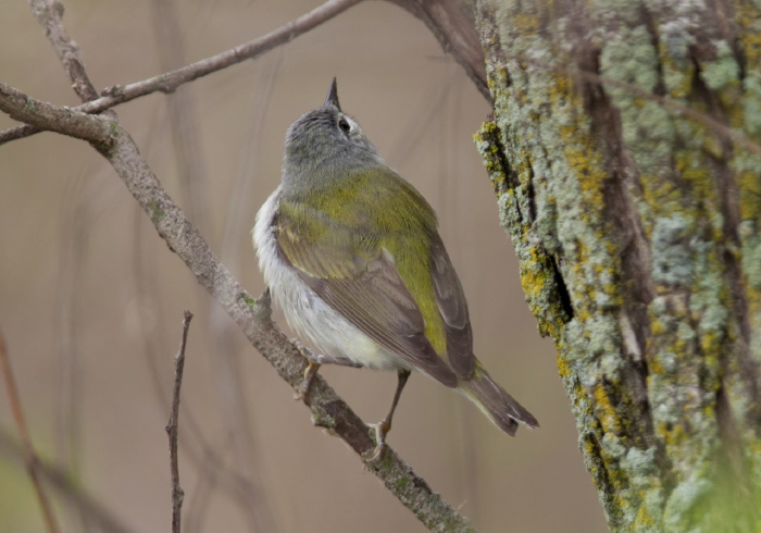 Oreothlypis peregrina Parulidae