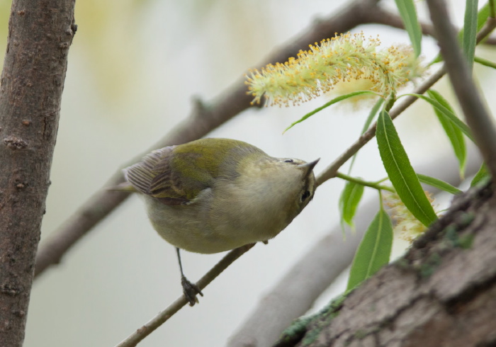 Oreothlypis peregrina Parulidae