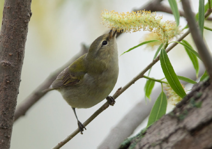 Oreothlypis peregrina Parulidae