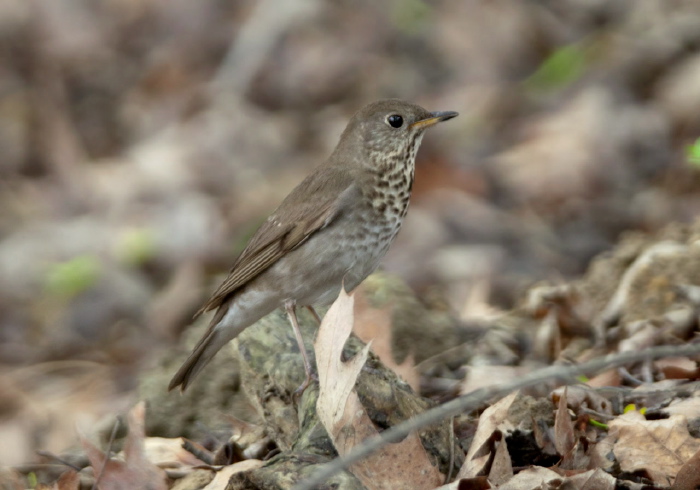 Catharus minimus Turdidae