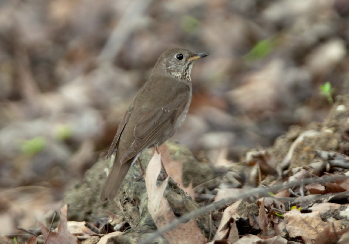 Catharus minimus Turdidae