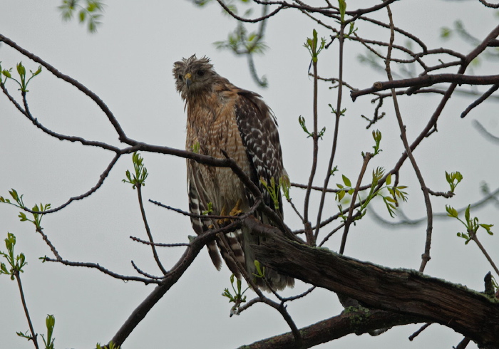 Buteo lineatus Accipitridae