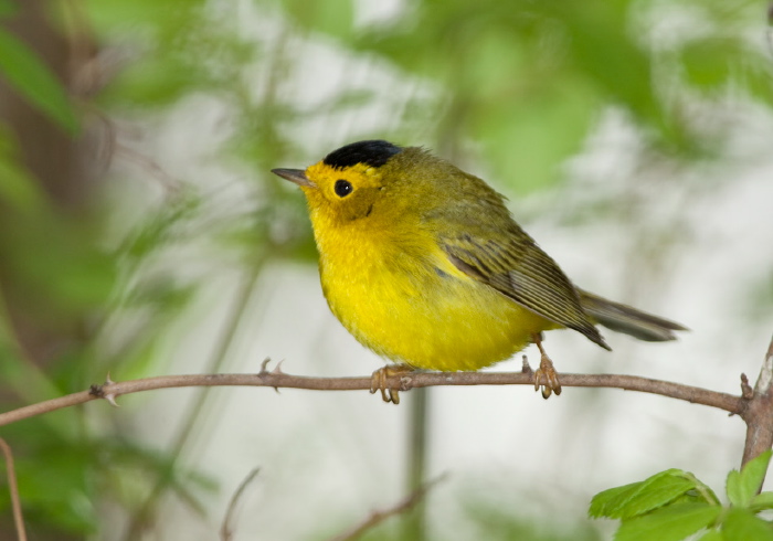 Cardellina pusilla Parulidae