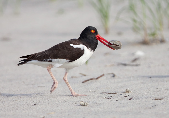 Haematopus palliatus Haematopodidae