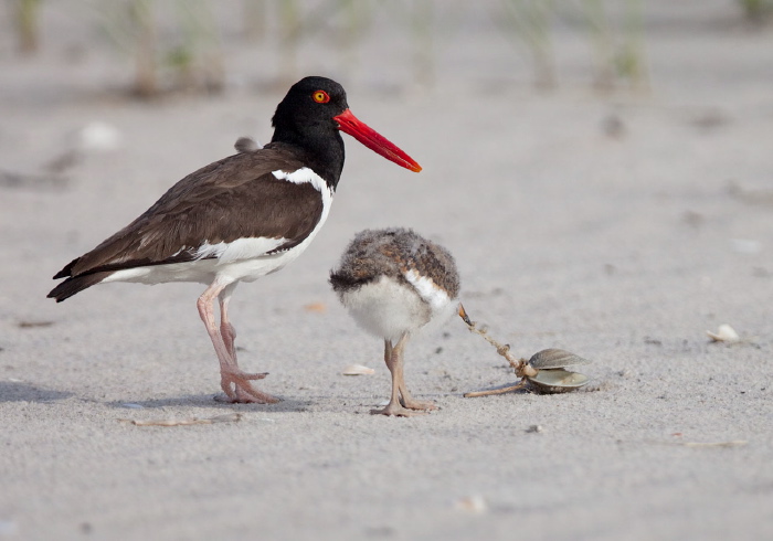 Haematopus palliatus Haematopodidae