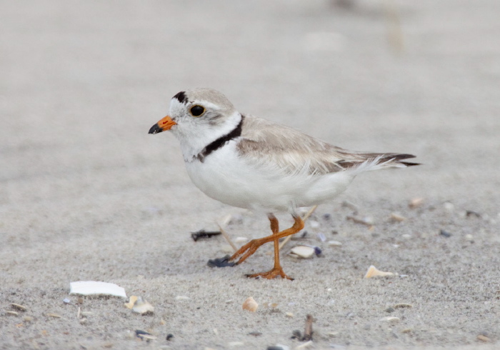 Charadrius melodus Charadriidae