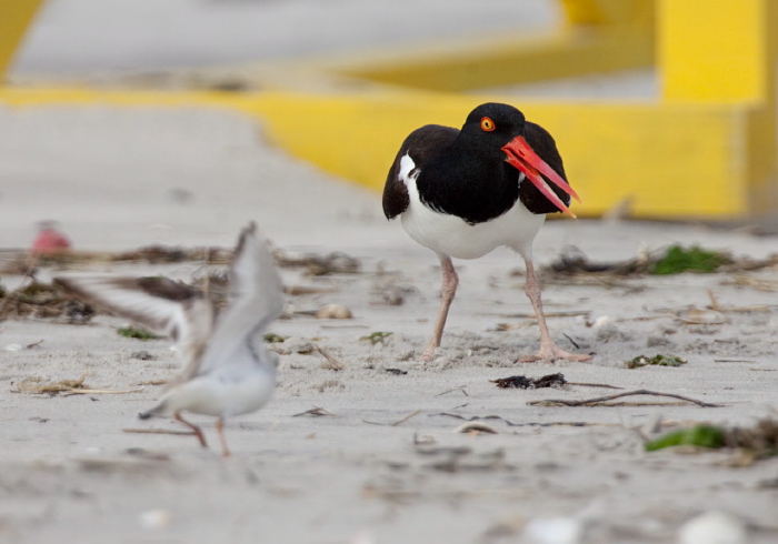 Haematopus palliatus Haematopodidae