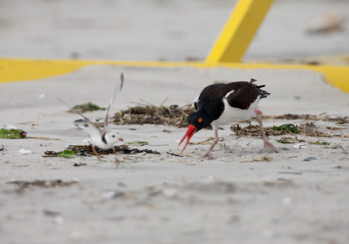 Haematopus palliatus Haematopodidae