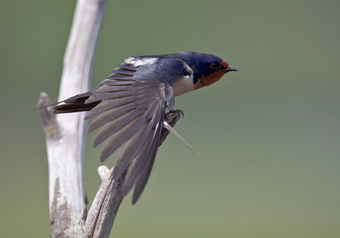 Hirundo rustica Hirundinidae