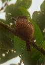 barred_puffbird