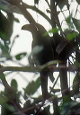 crimson-rumped_toucanet