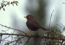 great_thrush