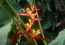 heliconia_10