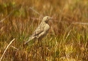 paramo_pipit_01