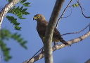 roadside_hawk