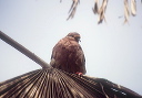 ruddy_pigeon_01