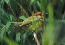 rufous-crowned_tody-f_71036