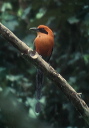 rufous_motmot_011