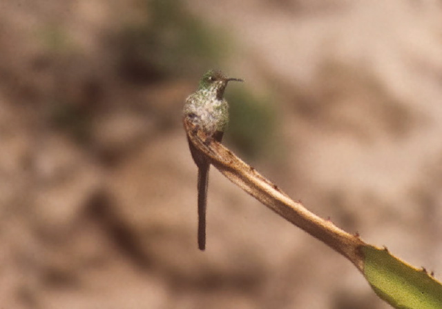 Lesbia victoriae Trochilidae