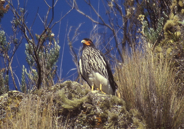 Phalcoboenus carunculatus Falconidae