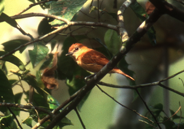 Pachyramphus cinnamomeus Tyrannidae