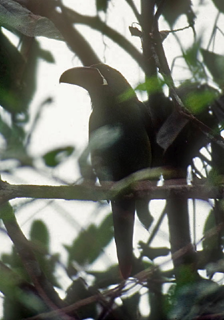 Aulacorhynchus haematopygus Ramphastidae