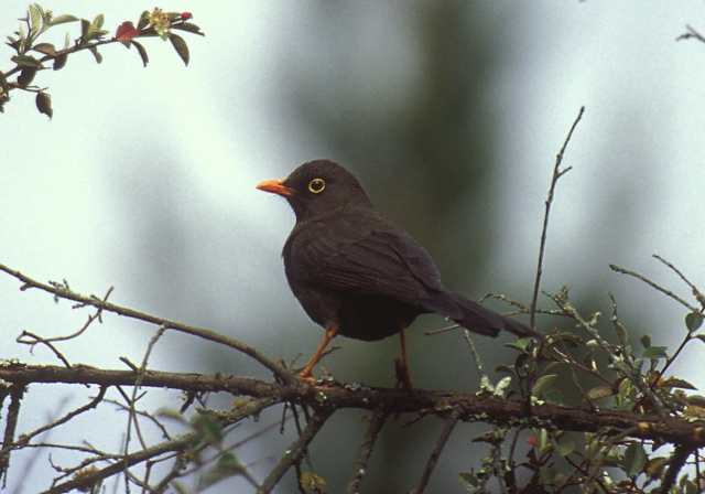 Turdus fuscater Turdidae