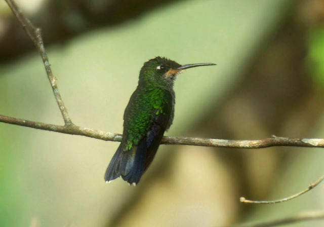 Heliodoxa jacula Trochilidae