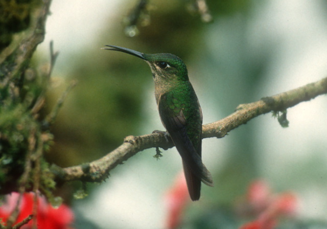 Heliodoxa jacula Trochilidae