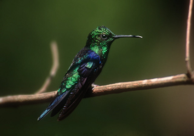 Thalurania fannyi Trochilidae